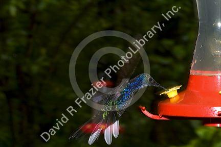 Violet Sabrewing hummingbird at the Selvatura Adventure Park located in the Cloud Forest of Monteverde, Costa Rica.