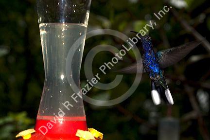 Violet Sabrewing hummingbird at the Selvatura Adventure Park located in the Cloud Forest of Monteverde, Costa Rica.