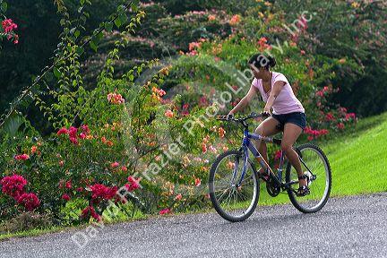 Bicyclist riding past a flower garden near Siquirees, Limon province, Costa Rica.