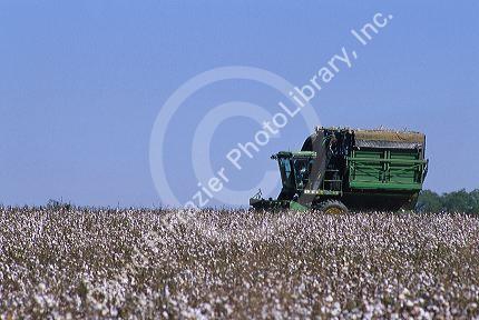 Cotton harvest near Tifton, Georgia.