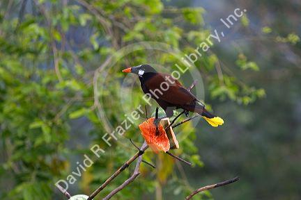Male Montezuma Oropendola tropical icterid bird in the Arenal Volcano National Park near La Fortuna, San Carlos, Costa Rica.