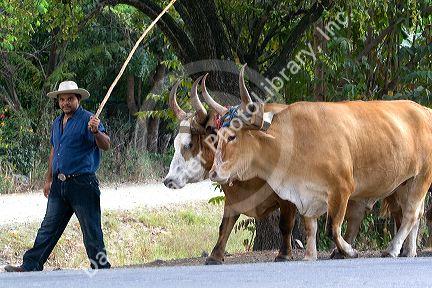 Costa Rican farmer guides a team of oxen near Belen, Costa Rica.