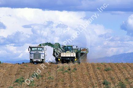 Potato harvest in Canyon County, Idaho.