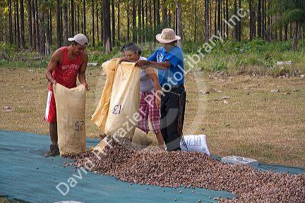 Costa Rican workers dry  teak seed pods on a  plantation near Tamarindo, Costa Rica.