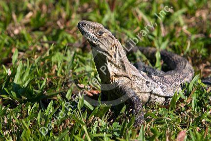 Iguana at Samara, Costa Rica.