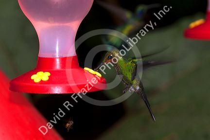 Immature Green-crowned Brilliant hummingbird at the Selvatura Adventure Park located in the Cloud Forest of Monteverde, Costa Rica.
