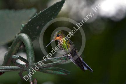 Immature Green-crowned Brilliant hummingbird at the Selvatura Adventure Park located in the Cloud Forest of Monteverde, Costa Rica.