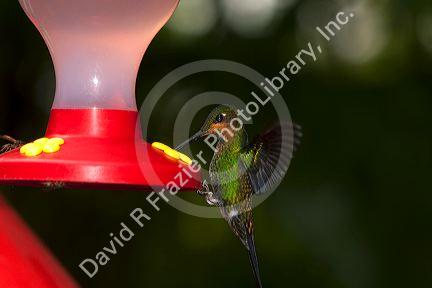 Immature Green-crowned Brilliant hummingbird at the Selvatura Adventure Park located in the Cloud Forest of Monteverde, Costa Rica.