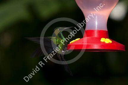 Male Green-crowned Brilliant hummingbird at the Selvatura Adventure Park located in the Cloud Forest of Monteverde, Costa Rica.