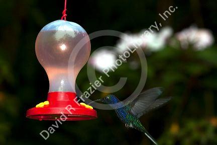Violet Sabrewing hummingbird at the Selvatura Adventure Park located in the Cloud Forest of Monteverde, Costa Rica.
