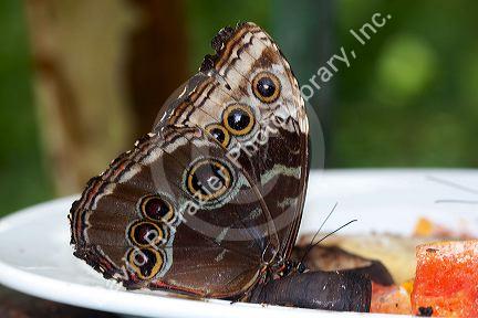 Butterfly gardens in the Selvatura Adventure Park located in the Cloud Forest of Monteverde, Costa Rica.