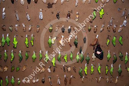 Butterfly chrysalis at the butterfly gardens in the Selvatura Adventure Park located in the Cloud Forest of Monteverde, Costa Rica.