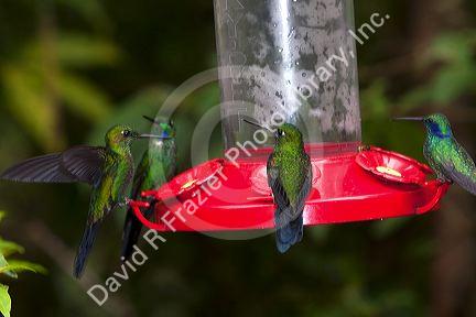 Male Green-crowned Brilliant hummingbirds and Green Violetear hummingbirds at the Selvatura Adventure Park located in the Cloud Forest of Monteverde, Costa Rica.