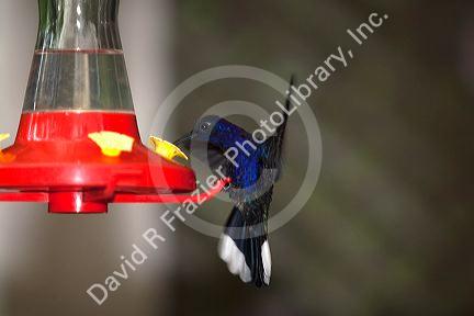 Violet Sabrewing hummingbird at the Selvatura Adventure Park located in the Cloud Forest of Monteverde, Costa Rica.