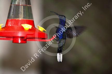 Violet Sabrewing hummingbird at the Selvatura Adventure Park located in the Cloud Forest of Monteverde, Costa Rica.