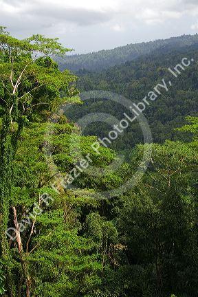 The Veragua Rainforest Research and Adventure Park near Limon, Costa Rica.