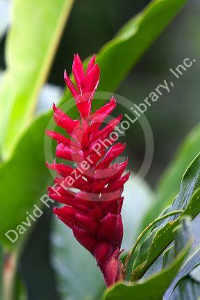 Red Ginger tropical flower in the Arenal Volcano National Park near La Fortuna, San Carlos, Costa Rica.