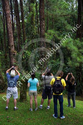 Tourists bird watching in the Arenal Volcano National Park near La Fortuna, San Carlos, Costa Rica.