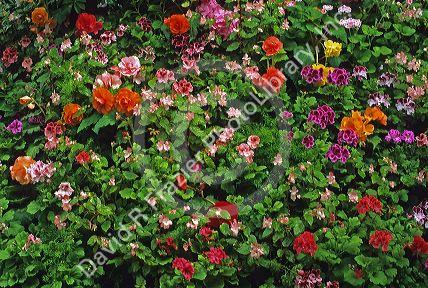 Colorful mixture of flowers at Butchard Gardens in Victoria, British Columbia.