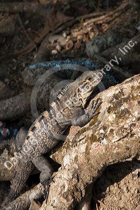 Iguana in the Manuel Antonio National Park in Puntarenas province, Costa Rica.