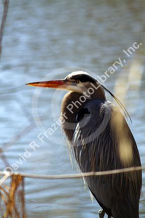 Great blue heron along the Boise River, Boise, Idaho, USA.