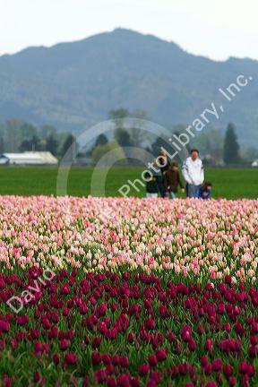 Show garden of spring-flowering tulip bulbs in Skagit Valley, Washington, USA.