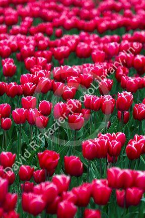 Show garden of spring-flowering tulip bulbs in Skagit Valley, Washington, USA.