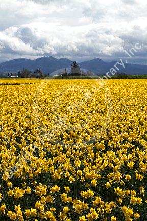 Show garden of spring-flowering daffodil bulbs in Skagit Valley, Washington, USA.