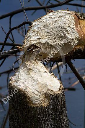 Tree cut down by a beaver along the Boise River, Boise, Idaho, USA.