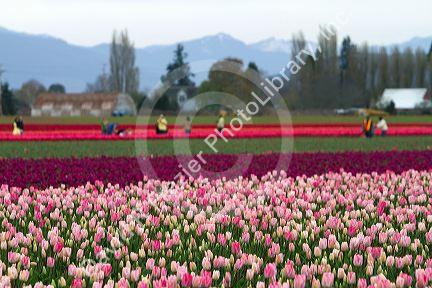 Show garden of spring-flowering tulip bulbs in Skagit Valley, Washington, USA.