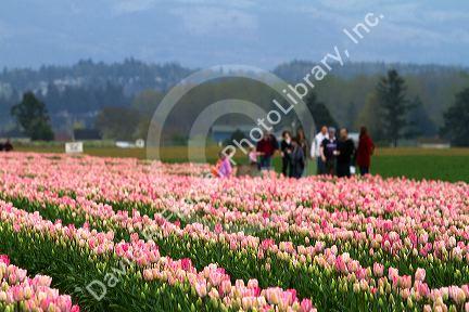 Show garden of spring-flowering tulip bulbs in Skagit Valley, Washington, USA.
