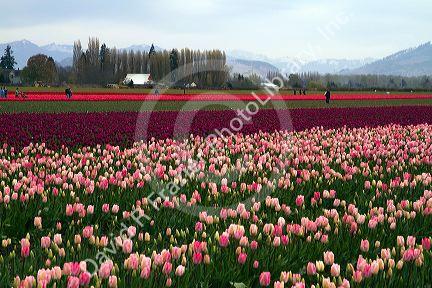 Show garden of spring-flowering tulip bulbs in Skagit Valley, Washington, USA.