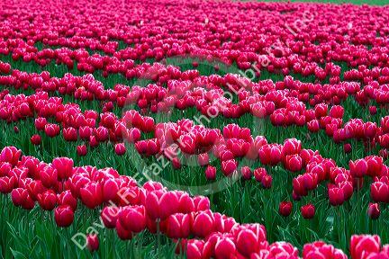 Show garden of spring-flowering tulip bulbs in Skagit Valley, Washington, USA.
