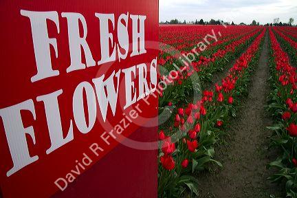 Produce stand sign and show garden of spring-flowering tulip bulbs in Skagit Valley, Washington, USA.