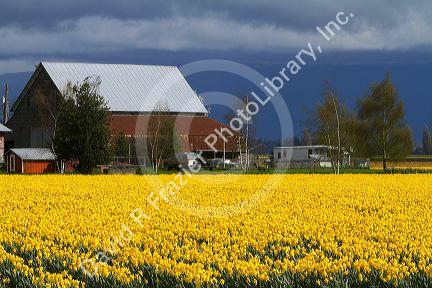 Show garden of spring-flowering daffodil bulbs in Skagit Valley, Washington, USA.