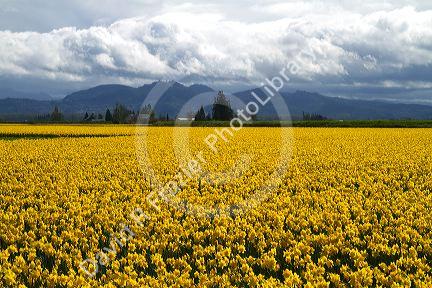 Show garden of spring-flowering daffodil bulbs in Skagit Valley, Washington, USA.