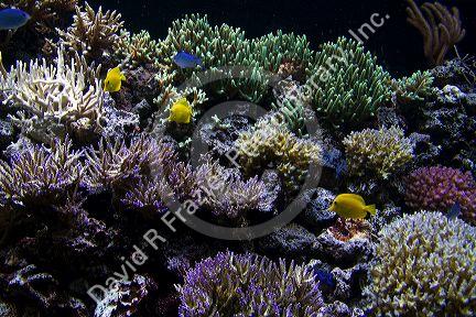 Sealife on display at the Seattle Aquarium located on Pier 59 in Seattle, Washington, USA.