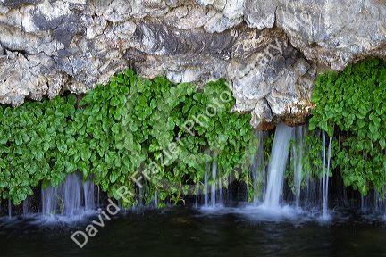 Watercress growing on rock with natural spring water flowing at the Thousand Springs area of the Snake River in the Hagerman Valley, Idaho, USA.