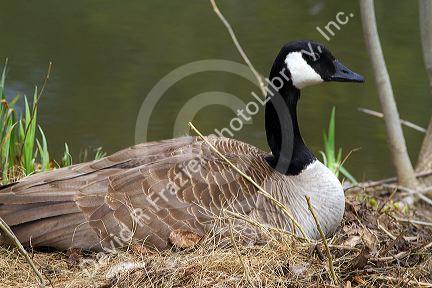 Canada goose nesting on the Boise River in Boise, Idaho, USA.