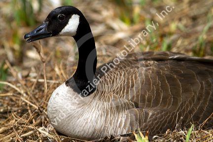 Canada goose nesting on the Boise River in Boise, Idaho, USA.