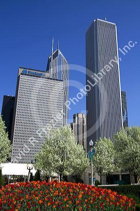 Tulips in bloom at Millennium Park in Chicago, Illinois, USA.