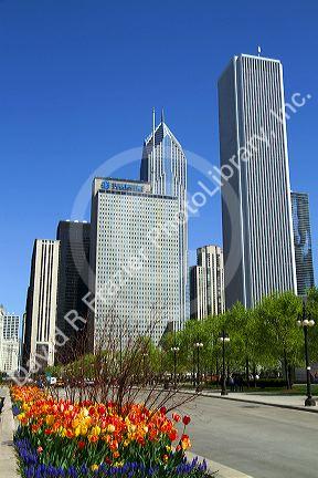 Tulips in bloom at Millennium Park in Chicago, Illinois, USA.