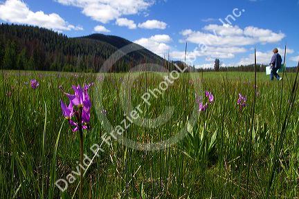 Few flowered shooting star wildflowers grow in a meadow near Stanley, Idaho, USA.