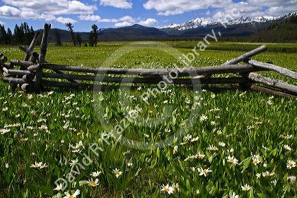 White rayed mule's ear wildflowers growing in a meadow near Stanley, Idaho, USA.