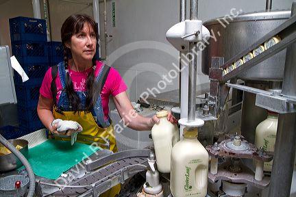 Worker bottling milk in glass bottles at the Cloverleaf Creamery in Buhl, Idaho, USA.
