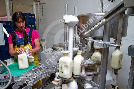 Worker bottling milk in glass bottles at the Cloverleaf Creamery in Buhl, Idaho, USA.