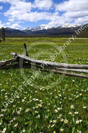 White rayed mule's ear wildflowers growing in a meadow near Stanley, Idaho, USA.