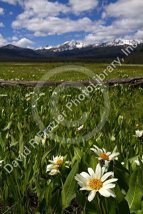 White rayed mule's ear wildflowers growing in a meadow near Stanley, Idaho, USA.
