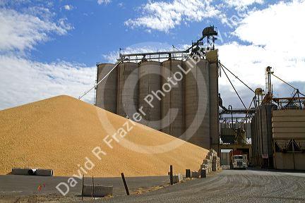 Wheat awaits export to Portland at the Port of Lewiston in Lewiston, Idaho, USA.