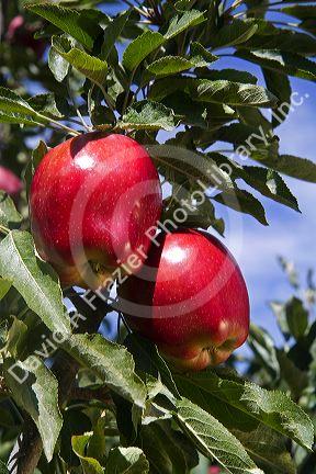 Red Delicious apples grow on the tree in Idaho, USA.